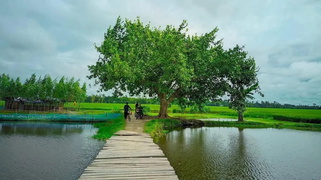 ভাইরাল কাঠের সেতু ও প্রকৃতির টানে ছুটছেন ভ্রমণপিপাসুরা