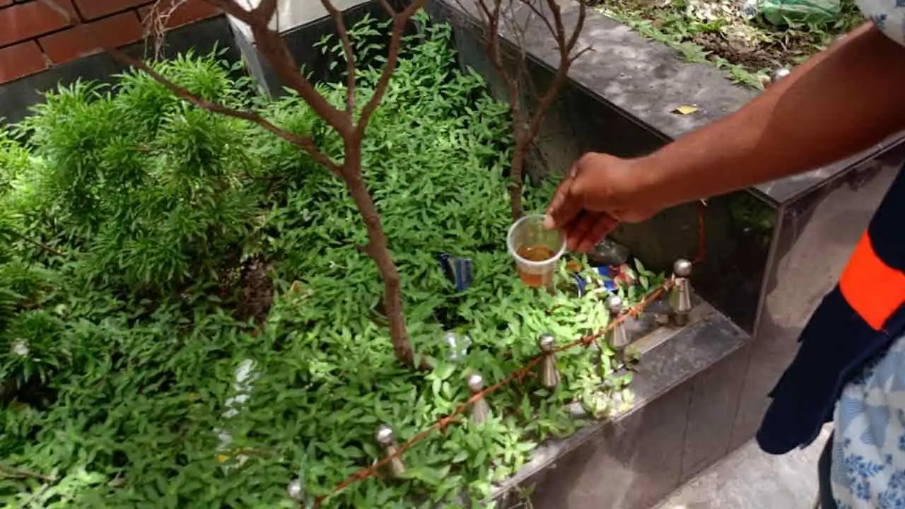 রাপা প্লাজার পার্কিংয়ে এডিসের লার্ভা, দায়িত্বে অবহেলায় মশককর্মী বরখাস্ত