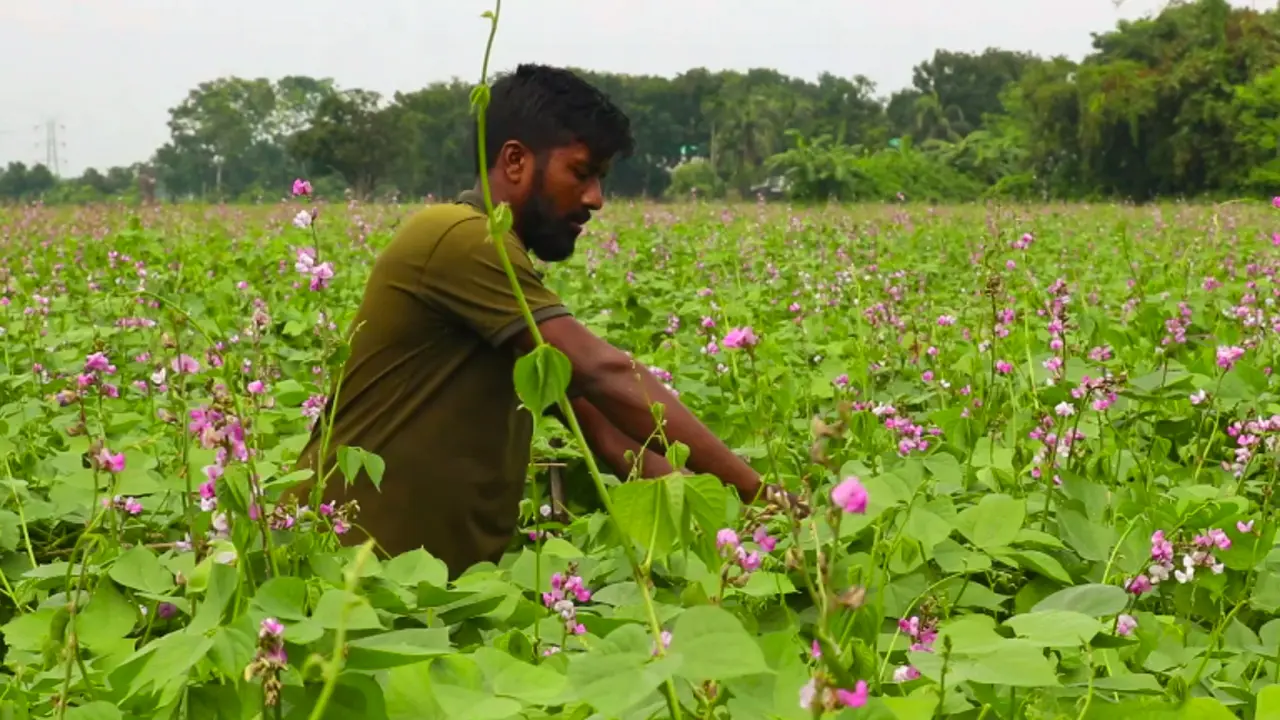 আগাম শিমে বাড়তি লাভের আশা, আবহাওয়া ও সার সংকটে শঙ্কিত কৃষক
