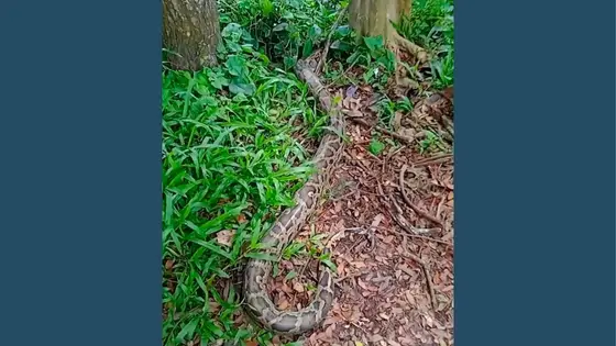চট্টগ্রামে জালে আটকে পড়া ১২ ফুটের বার্মিজ অজগর উদ্ধার