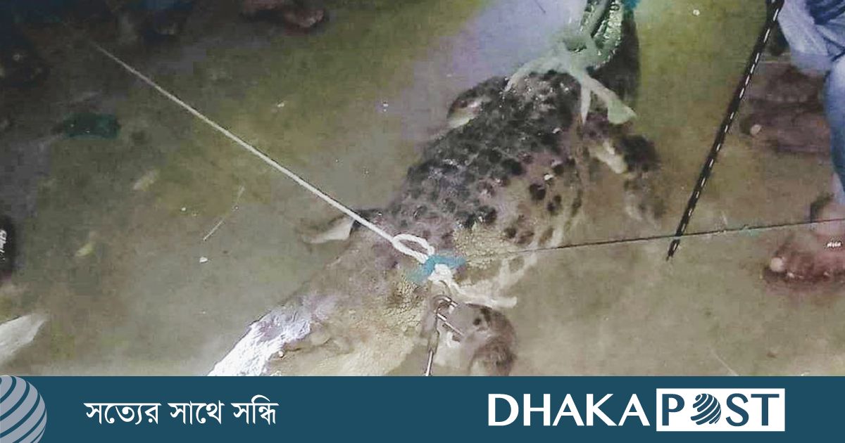 গোসাইরহাটে মাছের ঘের থেকে কুমির উদ্ধার