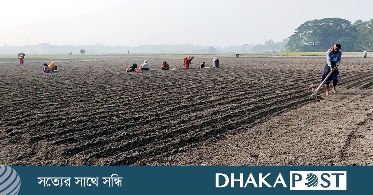 শেষ মুহূর্তে আলু চাষে ব্যস্ত সময় পার করছেন কৃষকরা