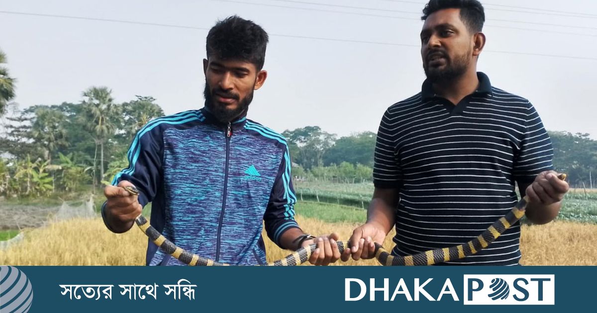 ধানক্ষেতে মিলল শঙ্খিনী সাপ