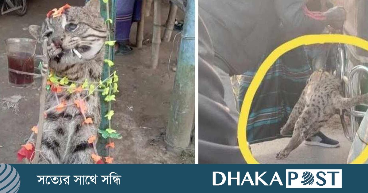 ঝিনাইদহে মেছো বিড়াল হত্যার ঘটনায় গ্রেপ্তার ১