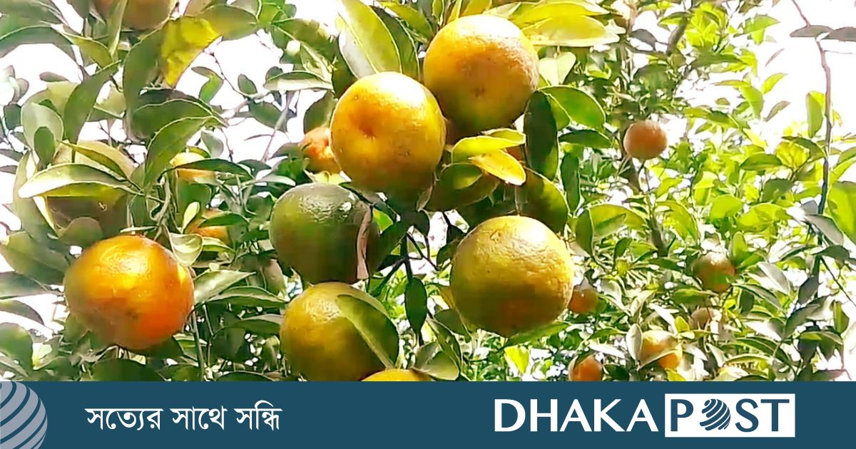 দেশি-বিদেশি ফল উৎপাদনে সফল মেহেরপুরের চাষিরা