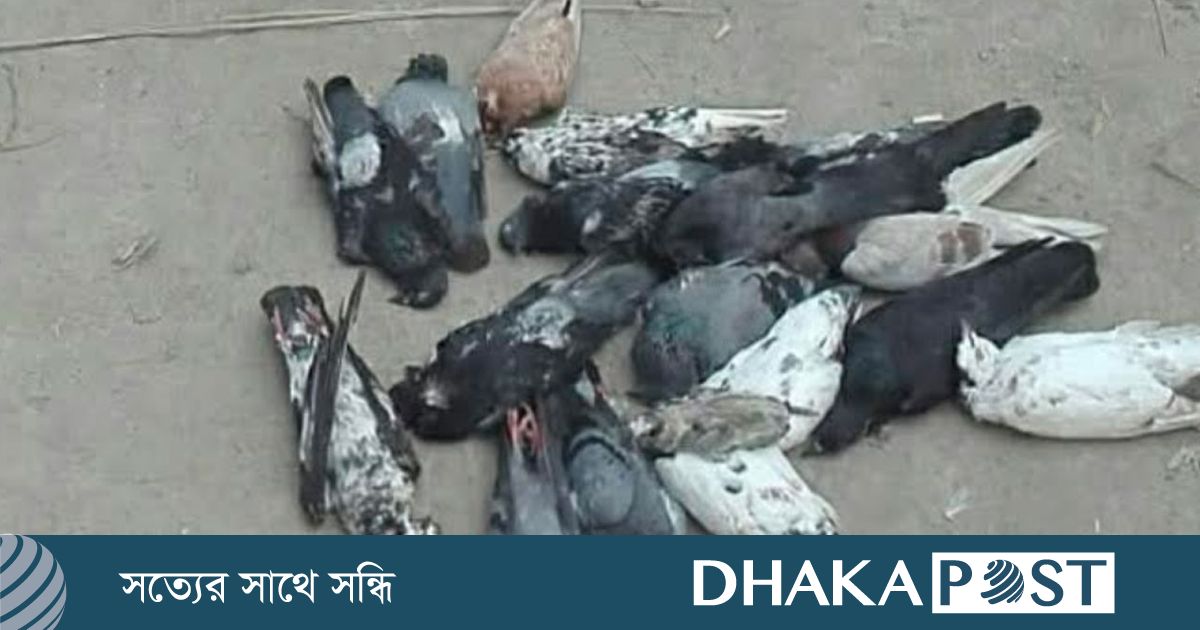 তালায় বিষ মিশিয়ে ঘুঘু ও কবুতর হত্যার ঘটনায় বন বিভাগের জিডি