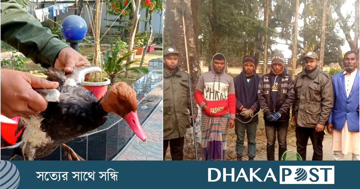 টাঙ্গুয়ার হাওরে বুনো হাঁস-পাখি শিকার, তিনজনকে আটক