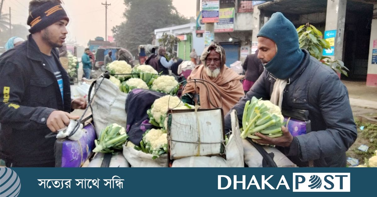 নওগাঁয় ১ টাকায় বিক্রি হচ্ছে ফুলকপি, তবুও ক্রেতা নেই