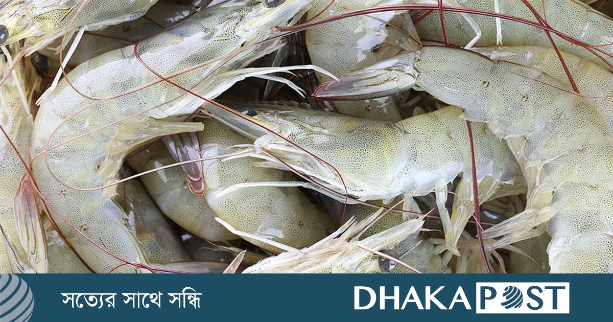 মার্কিন শুল্কের প্রভাবে ভয়াবহ ধসের মুখে ভারতের চিংড়ি শিল্প