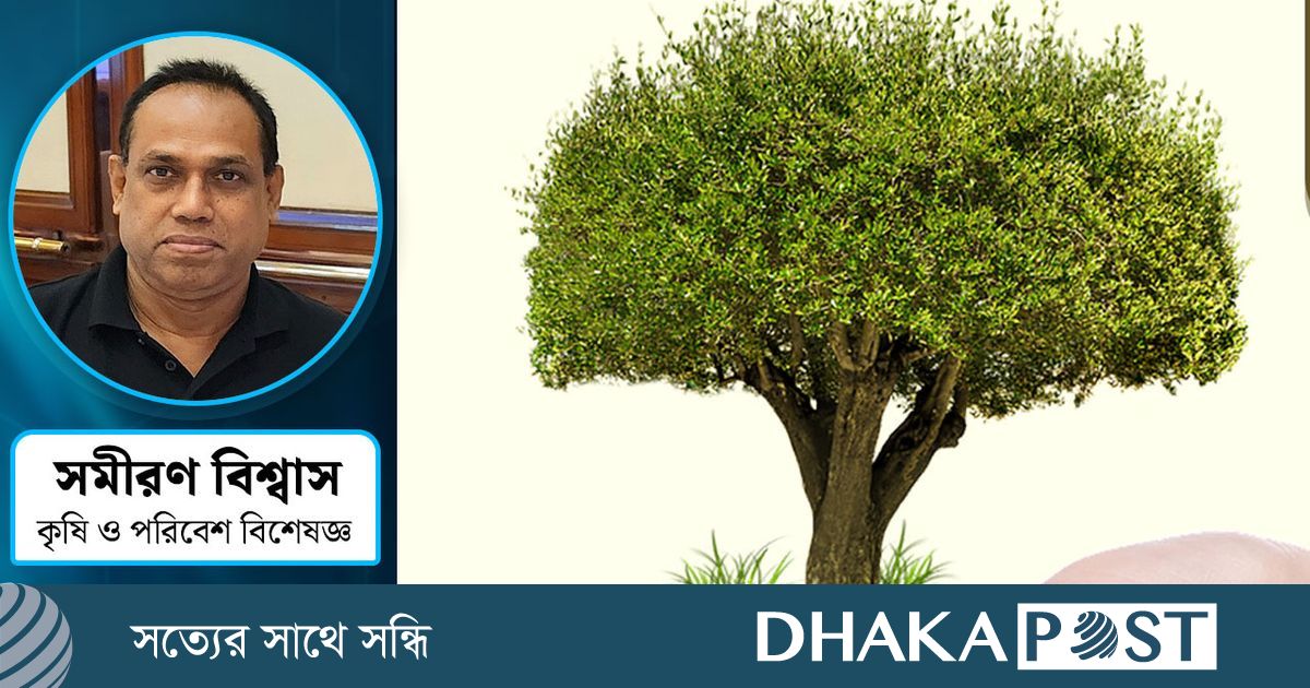 তাপমাত্রা কমাতে গাছ যেভাবে ভূমিকা রাখে